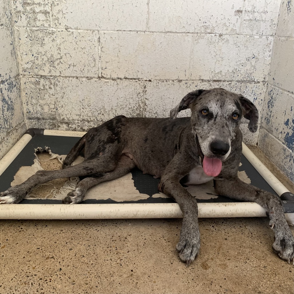 QUIN - Great Dane available for adoption