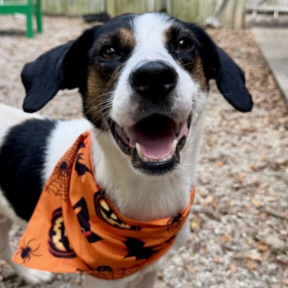CEDAR - Shepherd, Australian / Mixed Breed (Medium) available for adoption