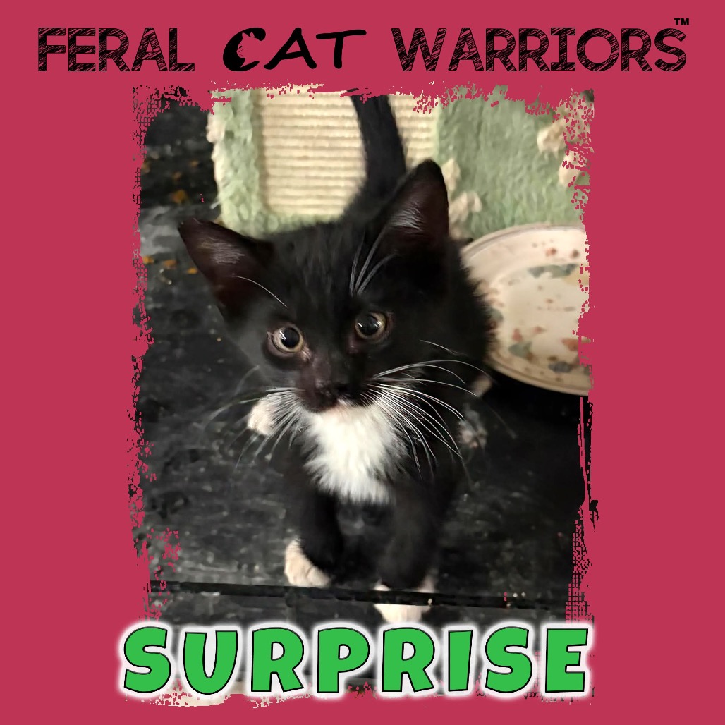 Surprise