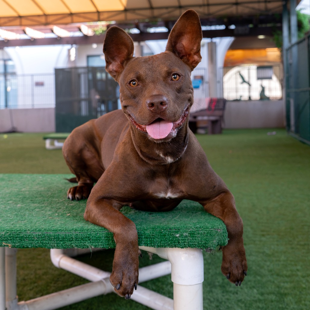 Pit Bull