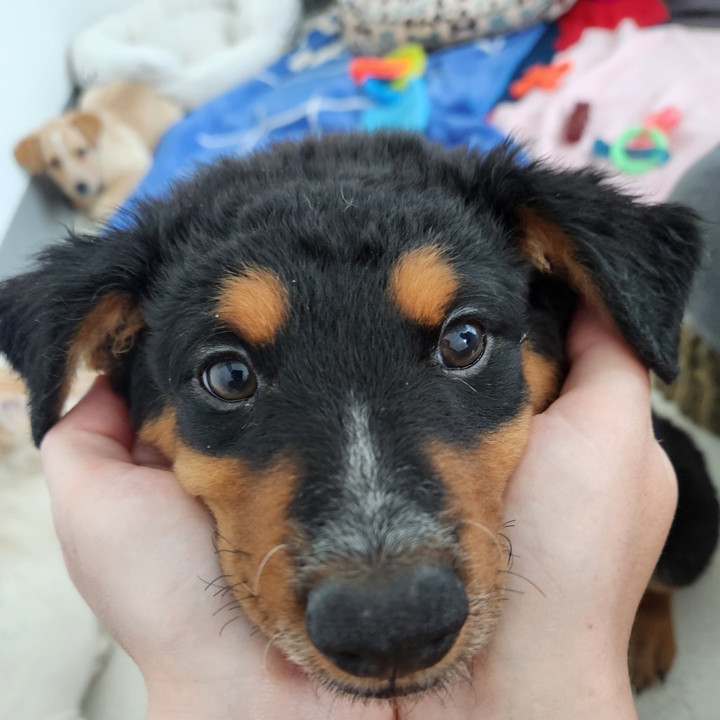 RINGO - Rottweiler / Shepherd, Australian available for adoption