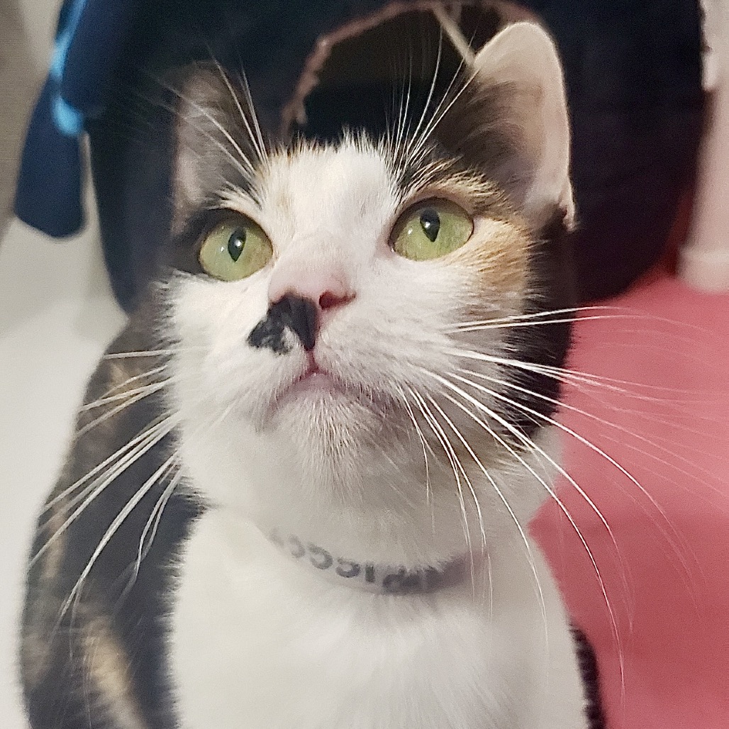 Izzy  the Cat
