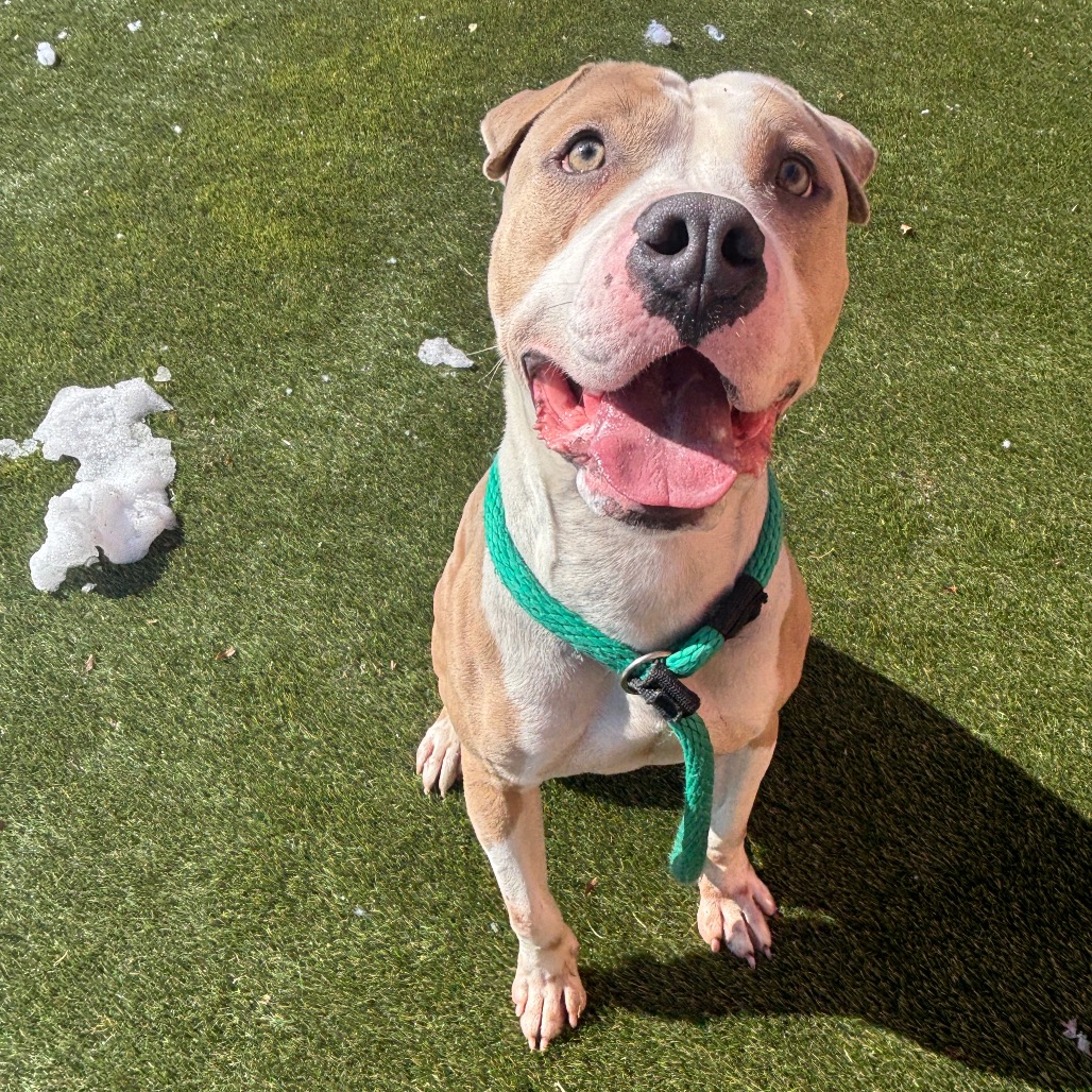 Wombat — thumbnail 5