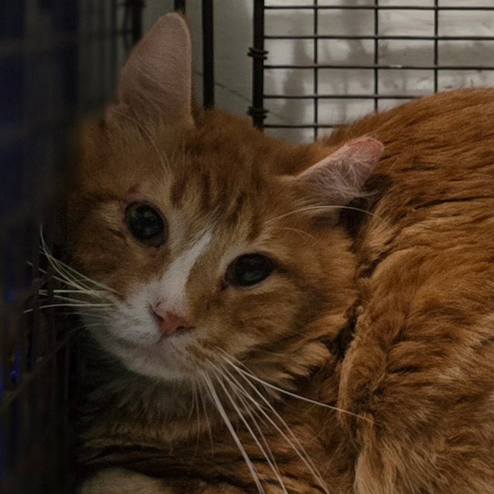 WYNONA - Domestic Longhair available for adoption