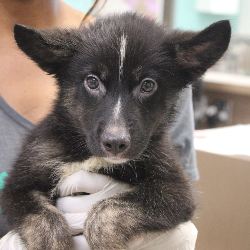 BROBEE - Shepherd / Mix available for adoption