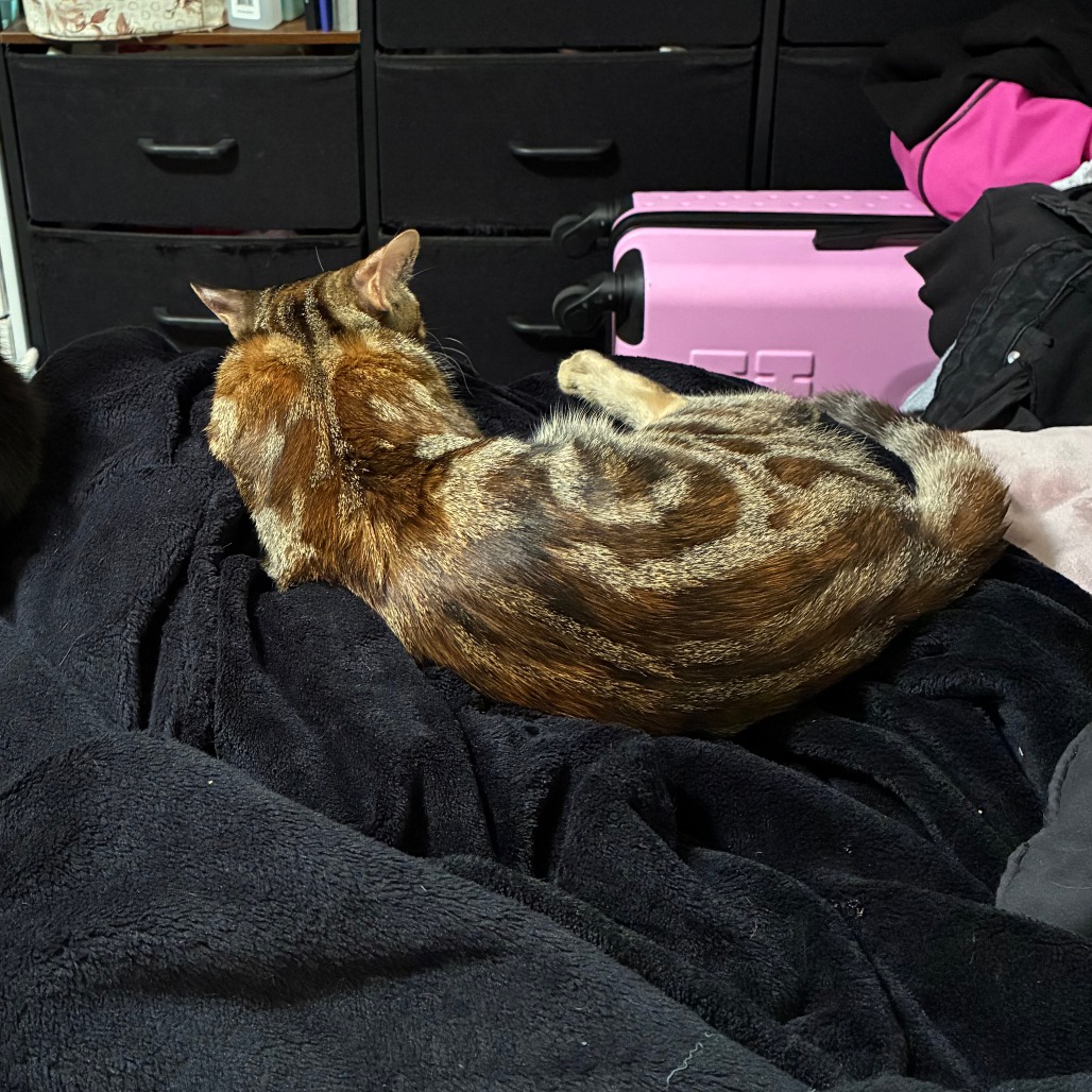 CAMI - Domestic Shorthair available for adoption