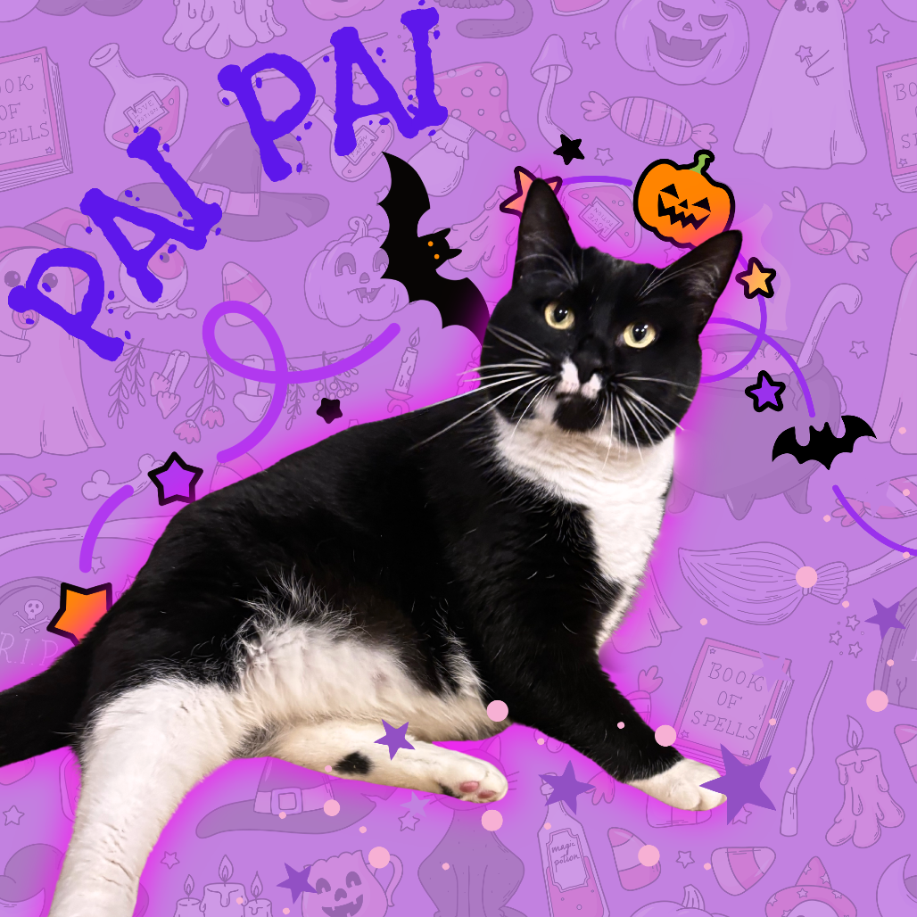 PAI PAI - Domestic Shorthair for adoption in Mesa
