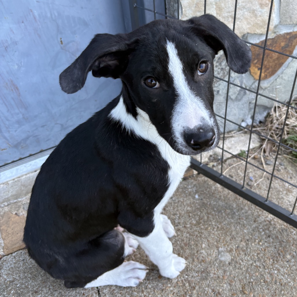 Finnigan — thumbnail 2