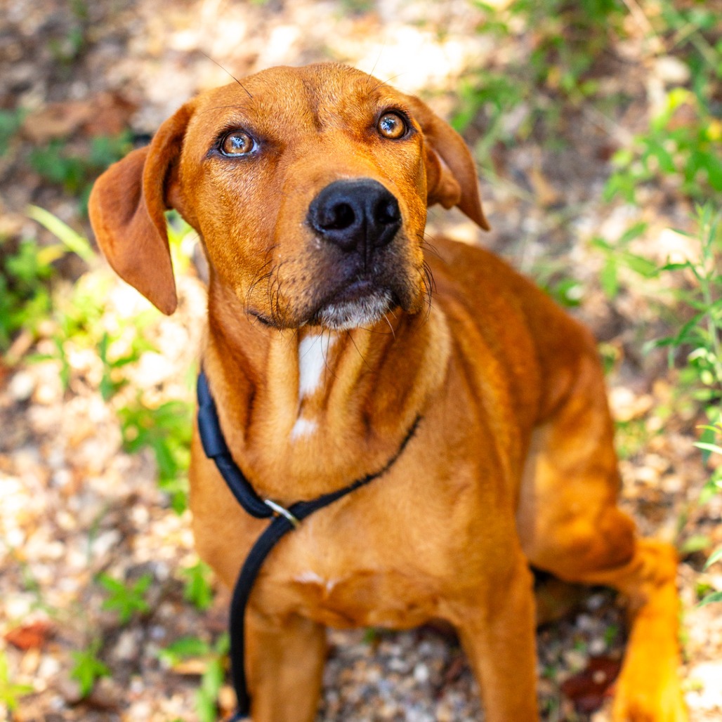 MEATBALL - Foxhound, American / Mix available for adoption