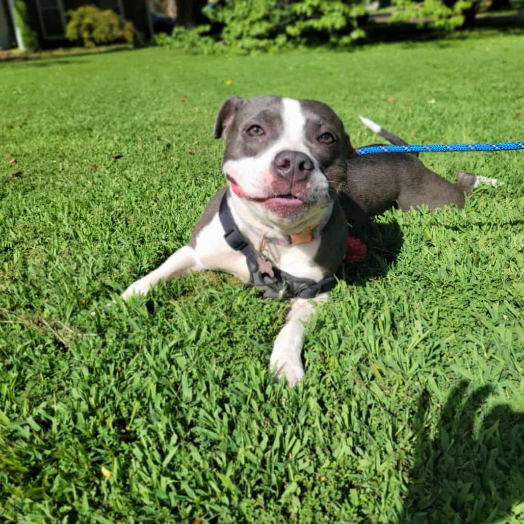 Ruby aka Woobie (Formerly Rosie), photo 19