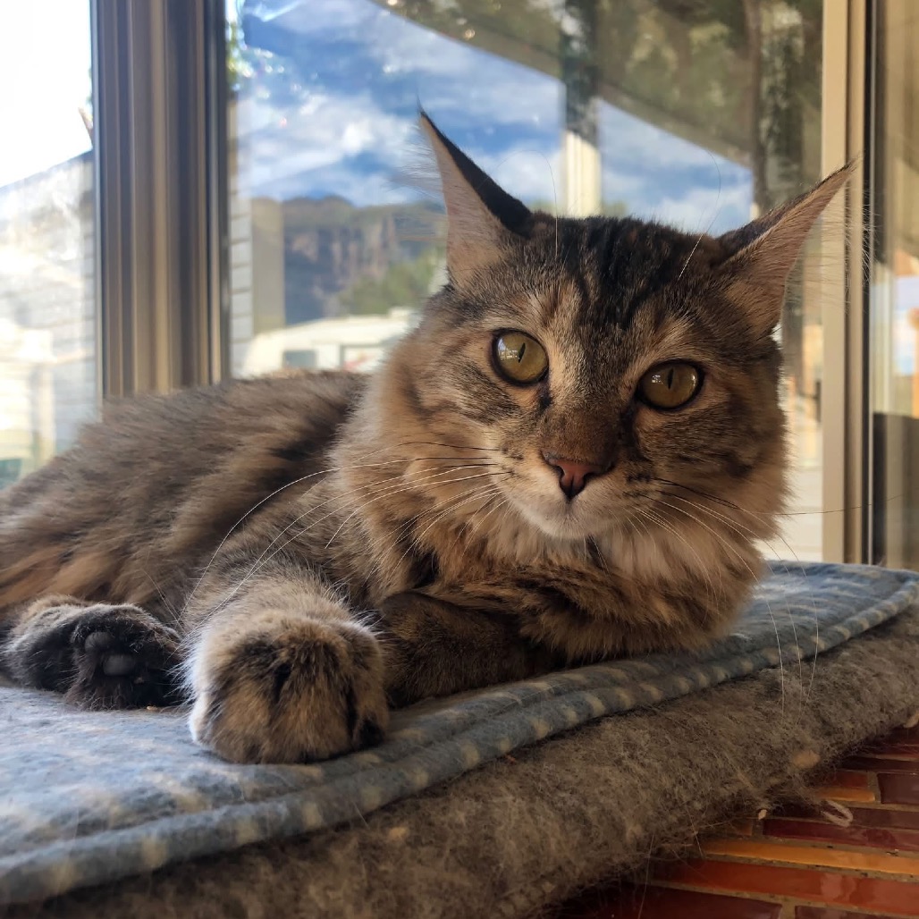 Cleo