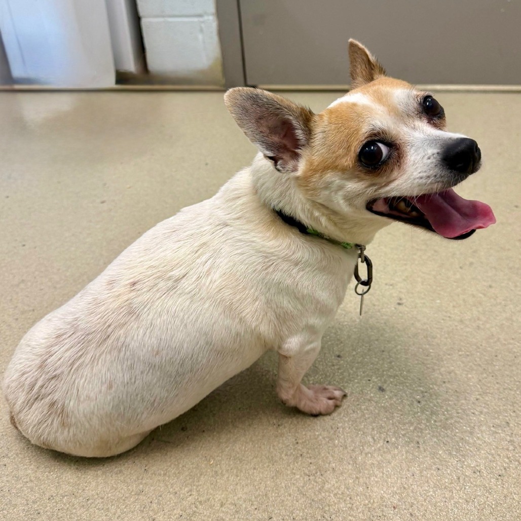 EGGSY - Chihuahua available for adoption