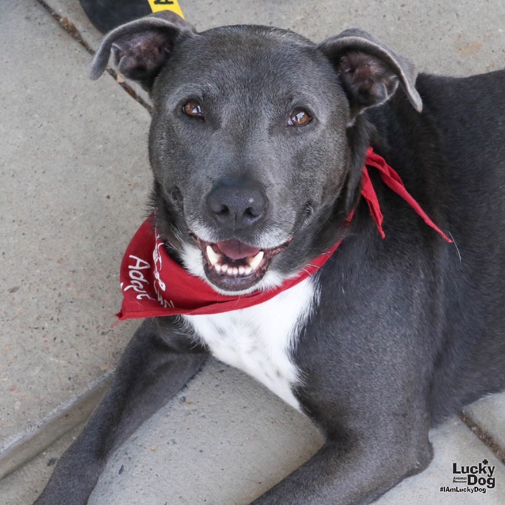 HUFFLEPUFF - Retriever, Labrador / Terrier available for adoption