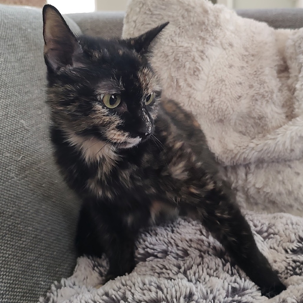 Lola — thumbnail 5