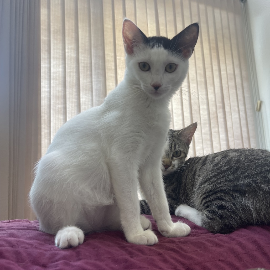 Lily, photo 16