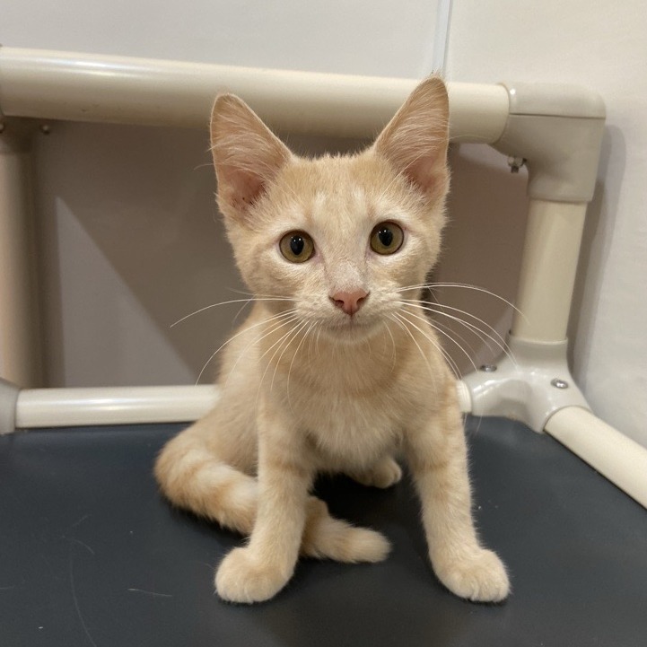 BELIOZ - Domestic Shorthair available for adoption