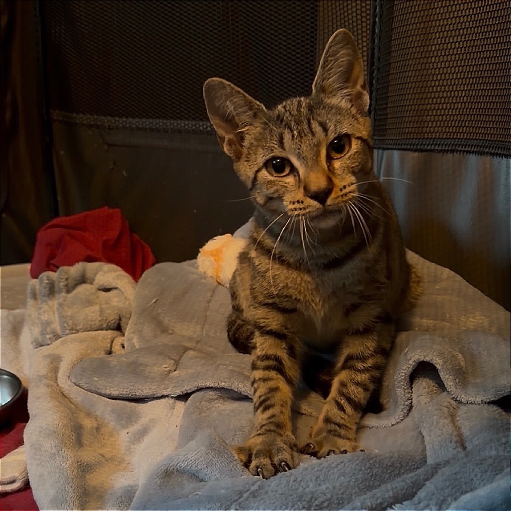 AUTUMN HOYA - Domestic Shorthair / Domestic Shorthair available for adoption