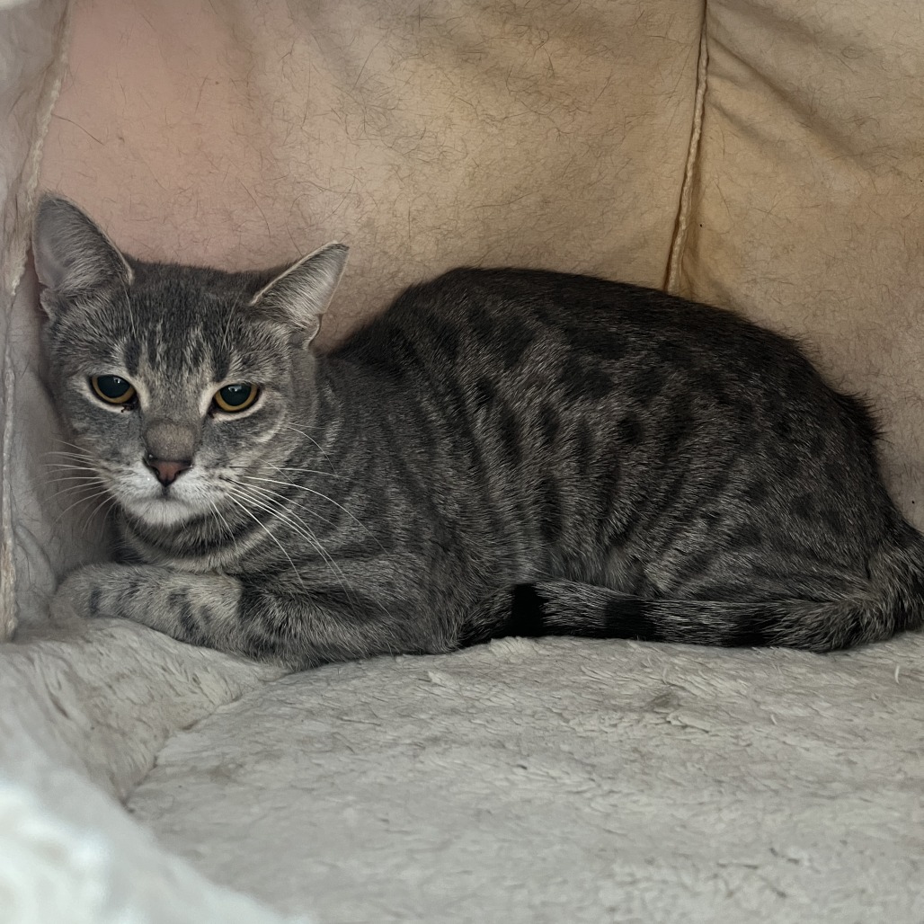 Dora — thumbnail 2