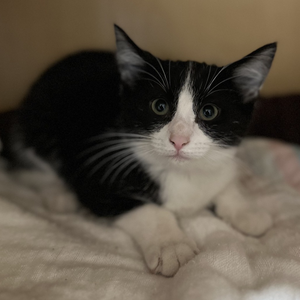 EAR-TIP - Domestic Shorthair / American Bobtail available for adoption