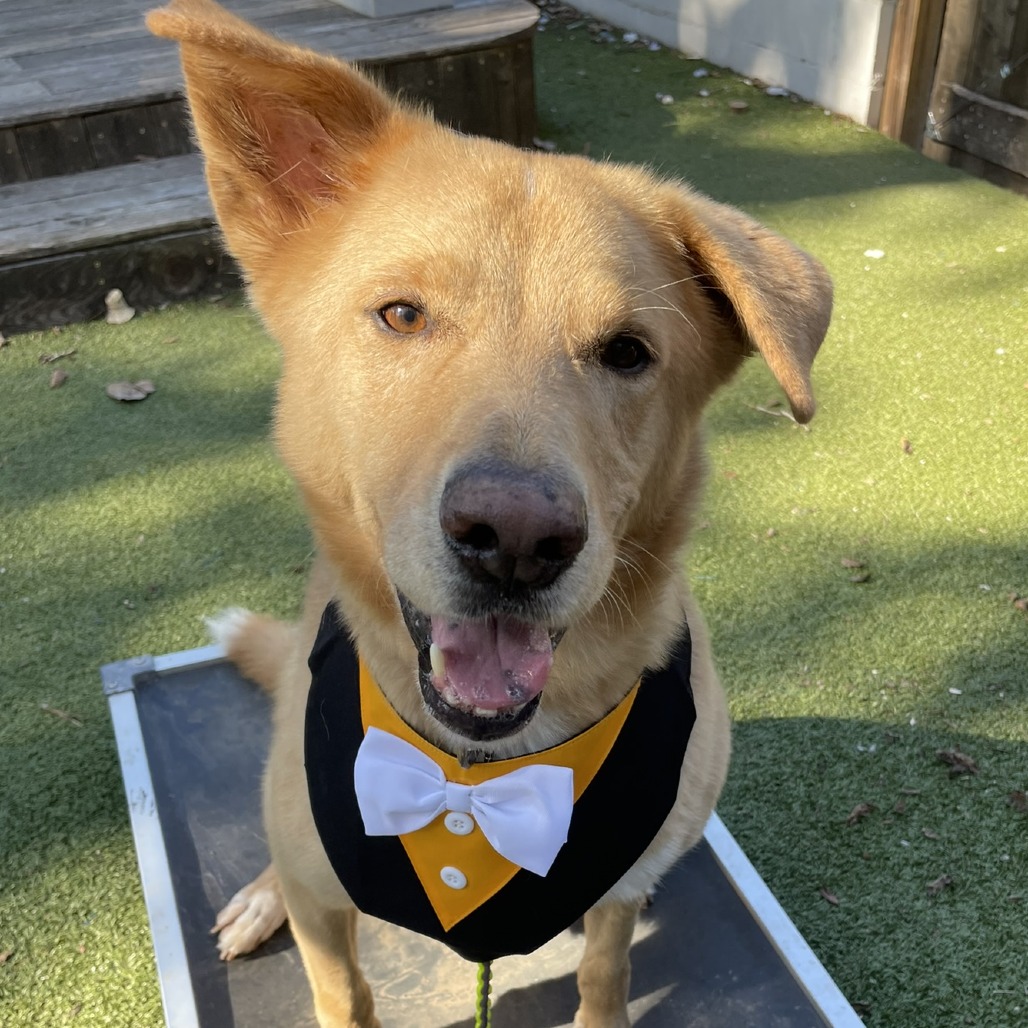 Anton — thumbnail 7