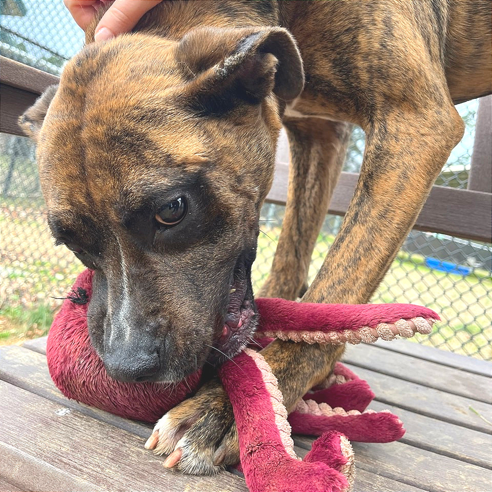 Mayweather — thumbnail 9