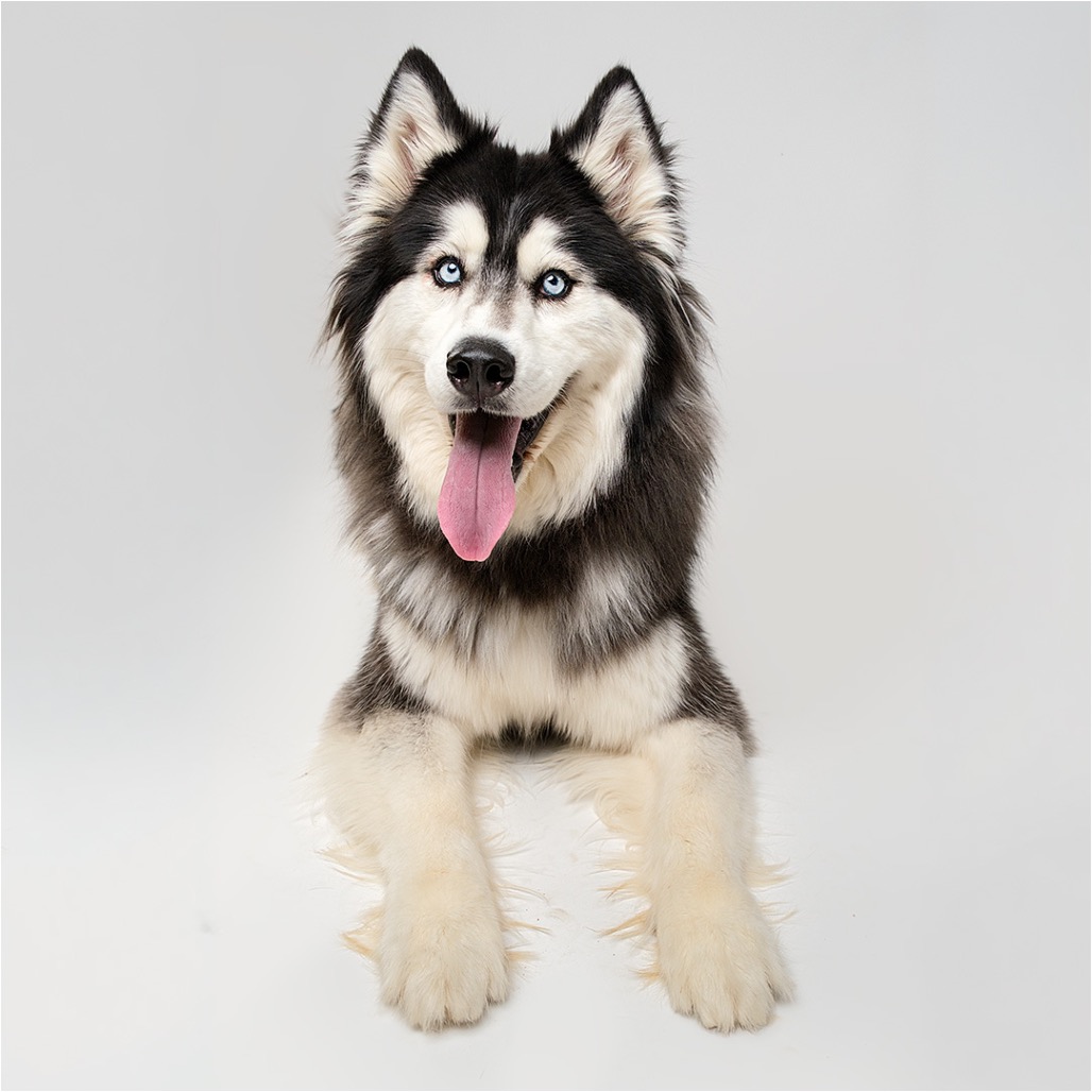 Kiba