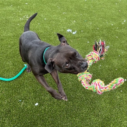 Lola — thumbnail 3