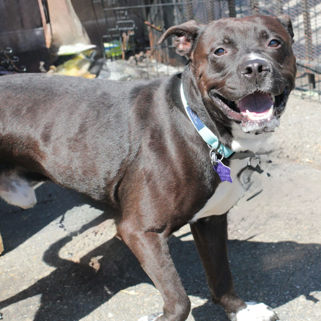 Kettle — thumbnail 4