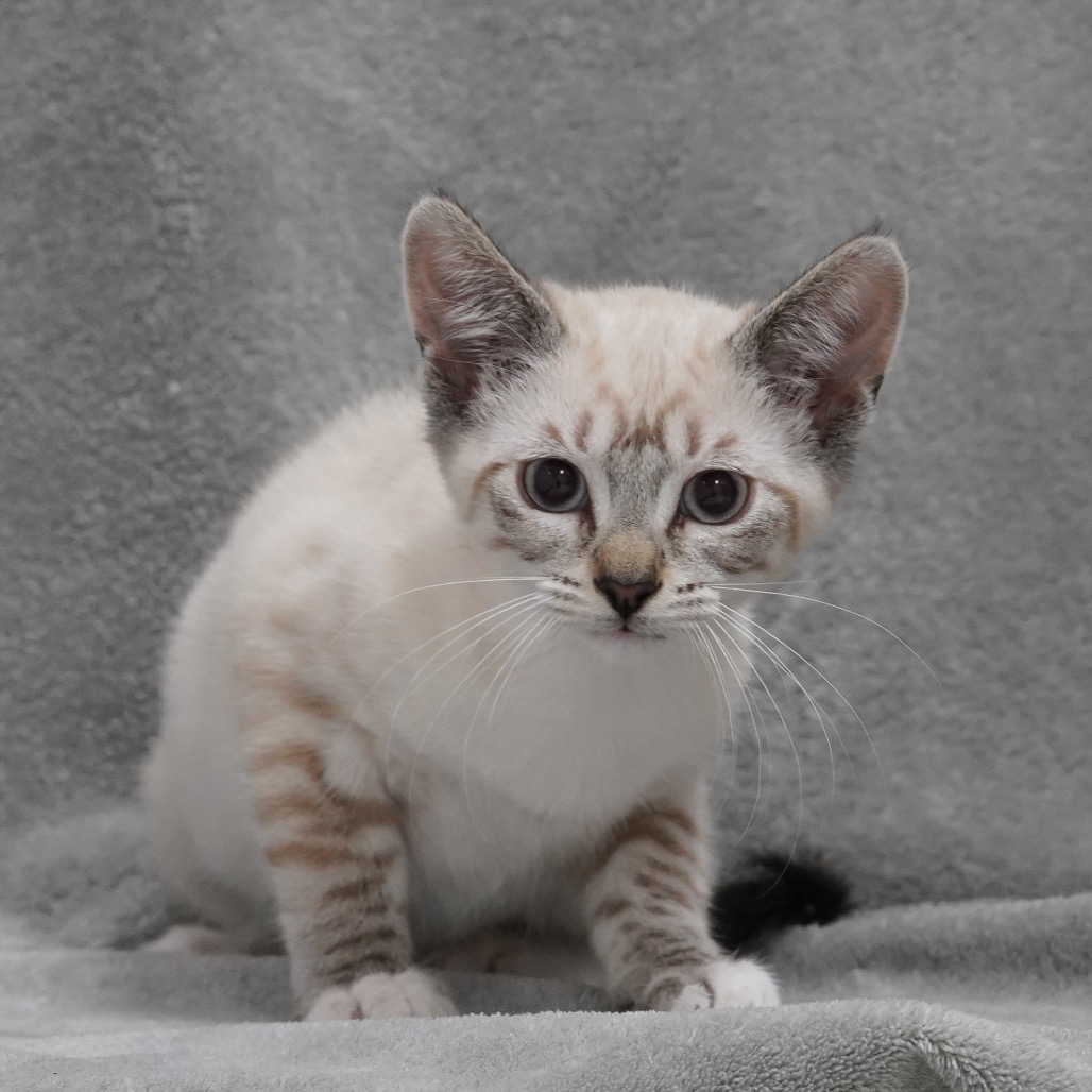 Freya