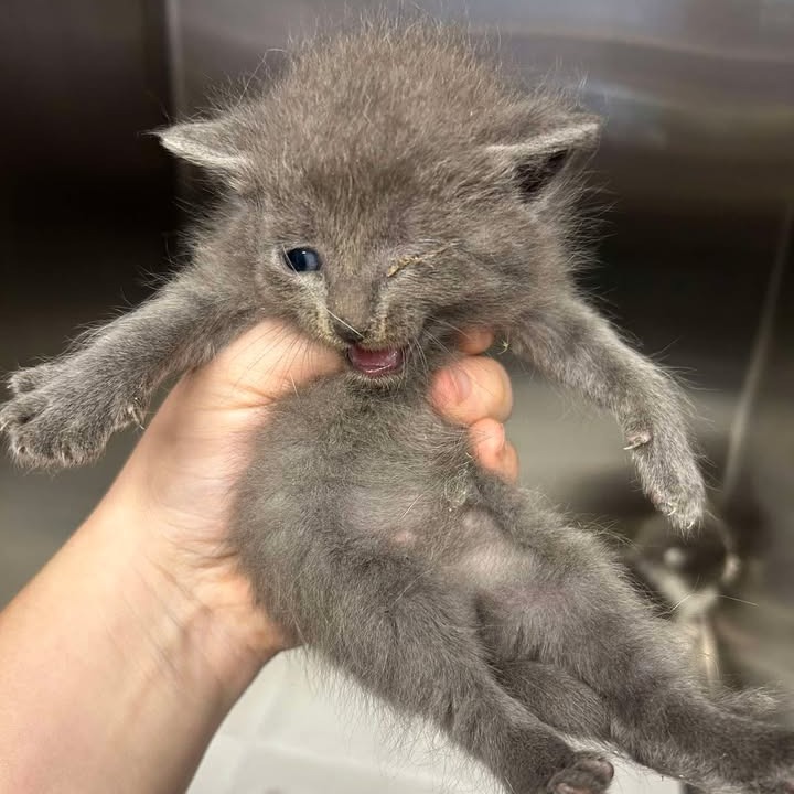 ANN - Domestic Shorthair available for adoption