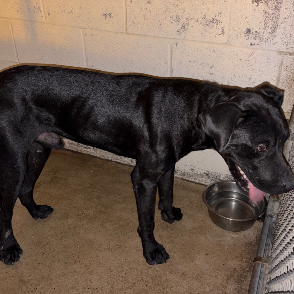 EDWARD - Terrier, Pit Bull / Retriever, Black Labrador available for adoption