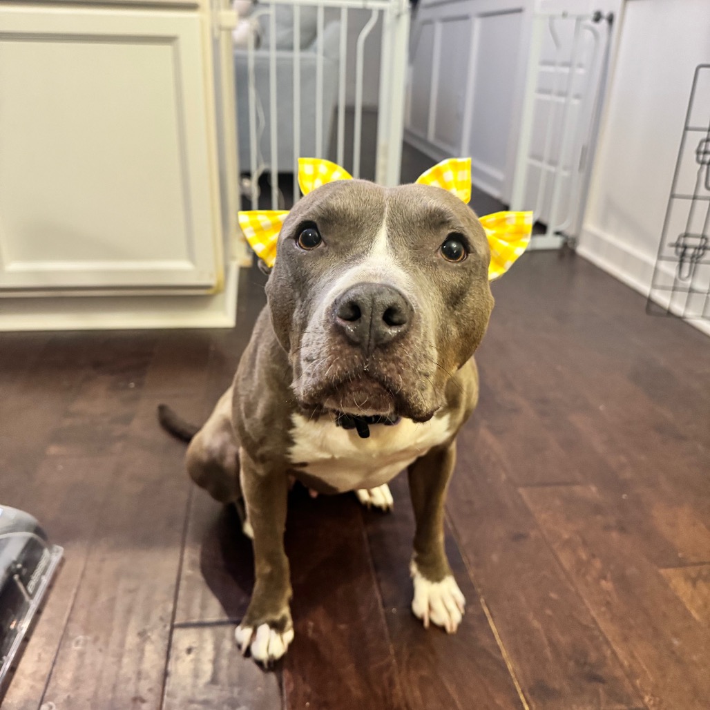 Star, photo 52