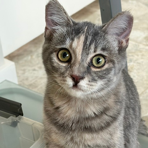 HARLEY - Domestic Shorthair available for adoption
