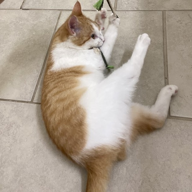 Bonnie — thumbnail 9