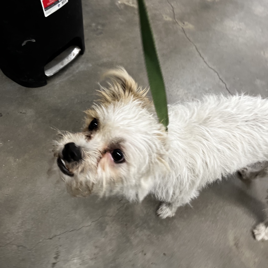 Brutus — thumbnail 2