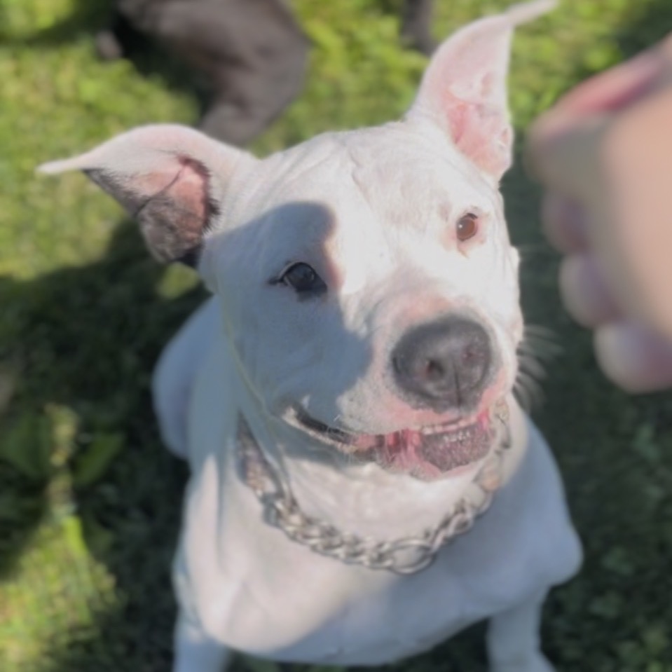 Hank