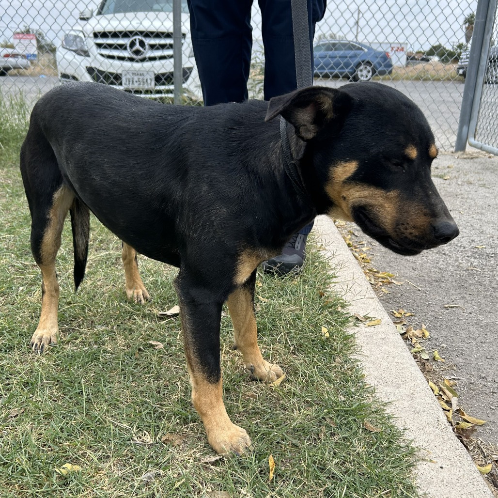 Rumble — thumbnail 8