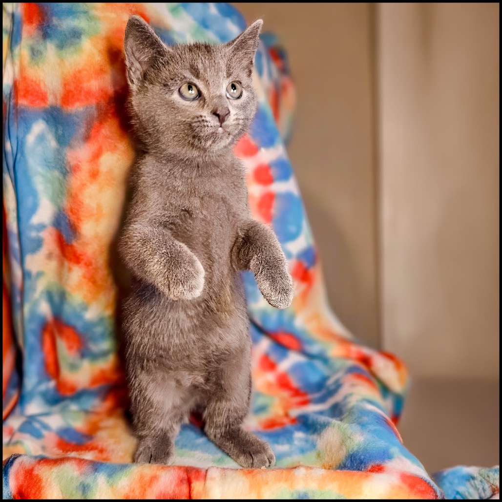 STONE (BONDED WITH MARBLE) - Domestic Shorthair available for adoption