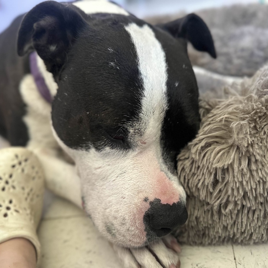 Sophia, photo 23