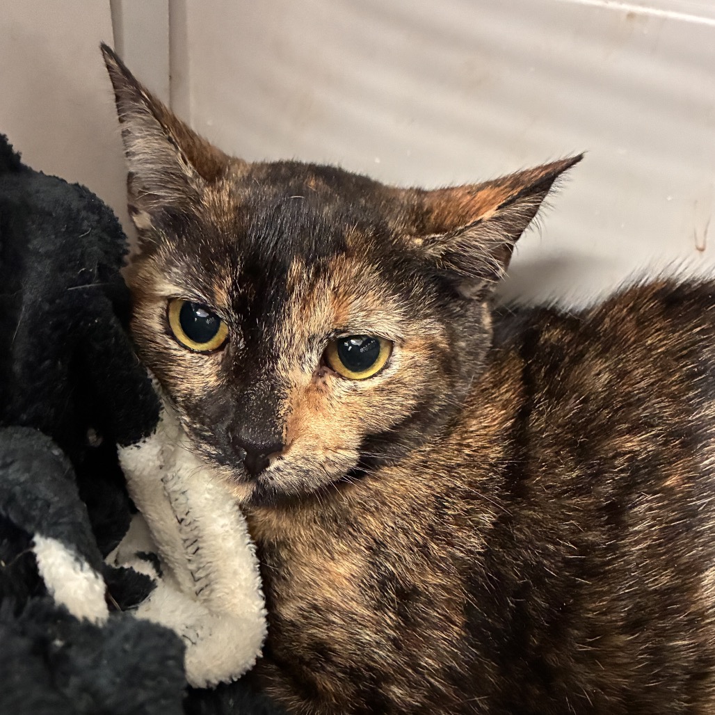 MAVIS - American Shorthair available for adoption