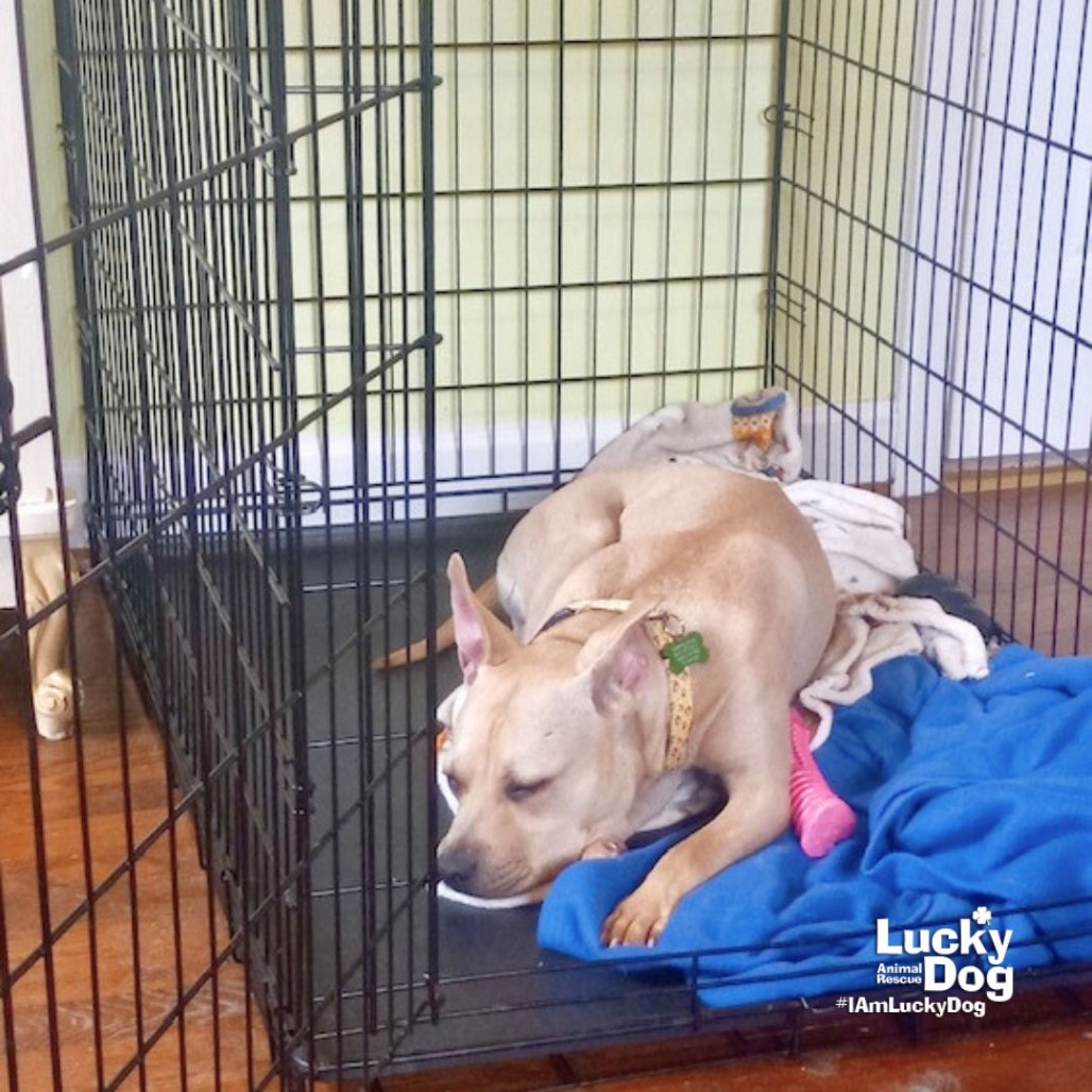 WALLEN - Terrier available for adoption