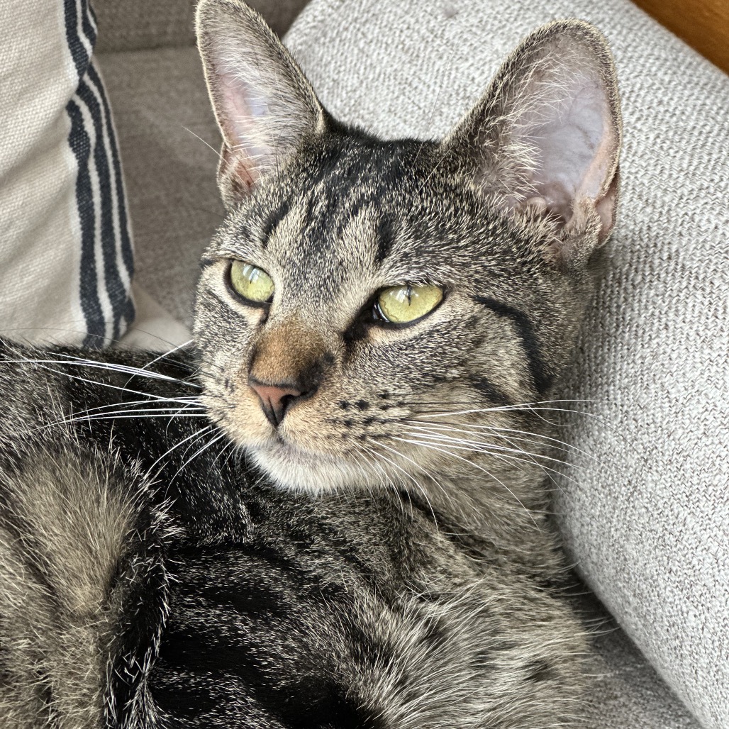 Miss Moppet