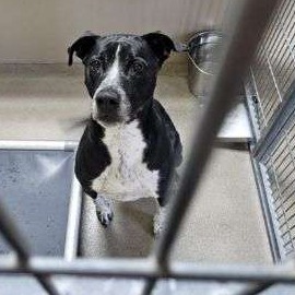 Kennel#3(Buddy)'s preview photo