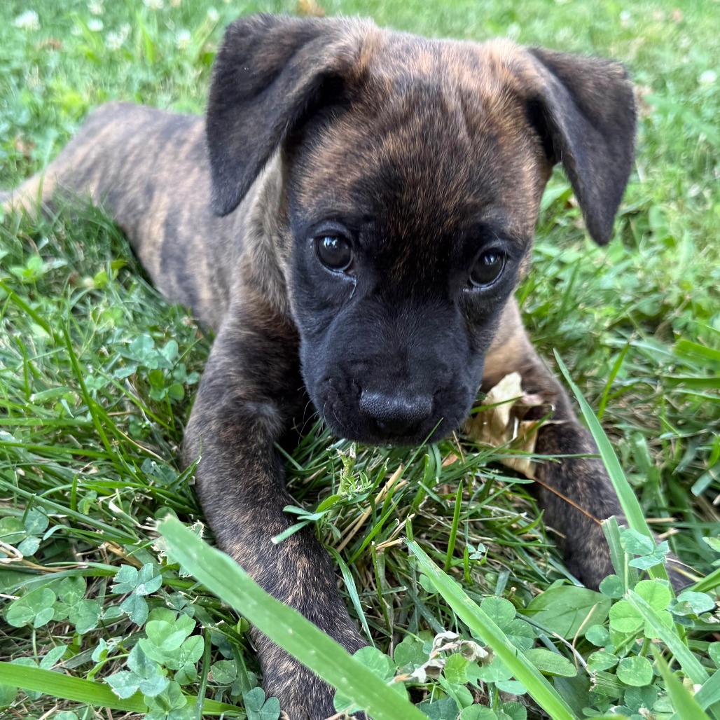 Molly