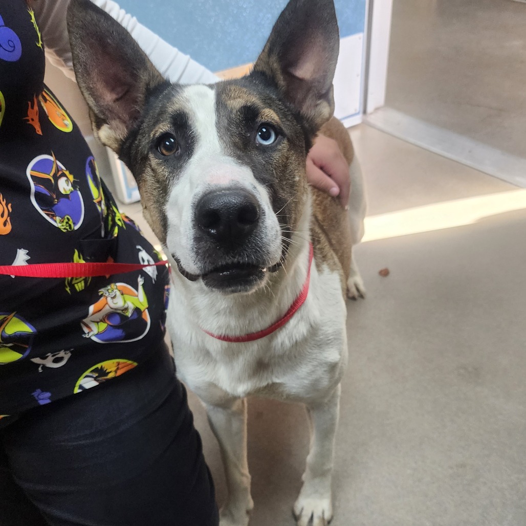 Kennel # 29's preview photo