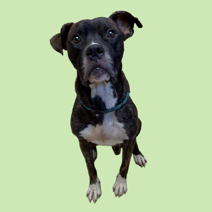 Tusc Stray 82267