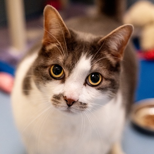 Kibby, photo 2