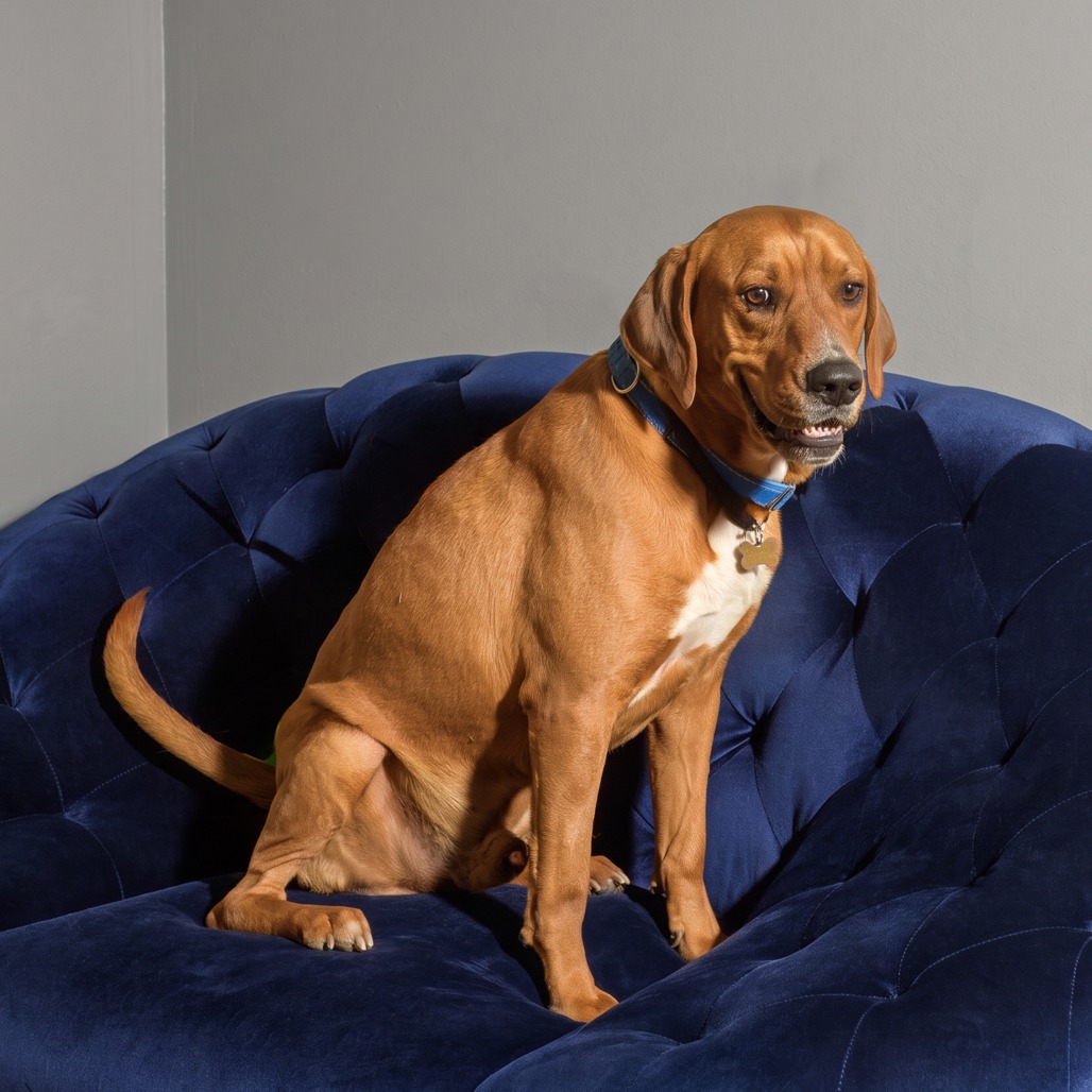 Photo of Jarvis