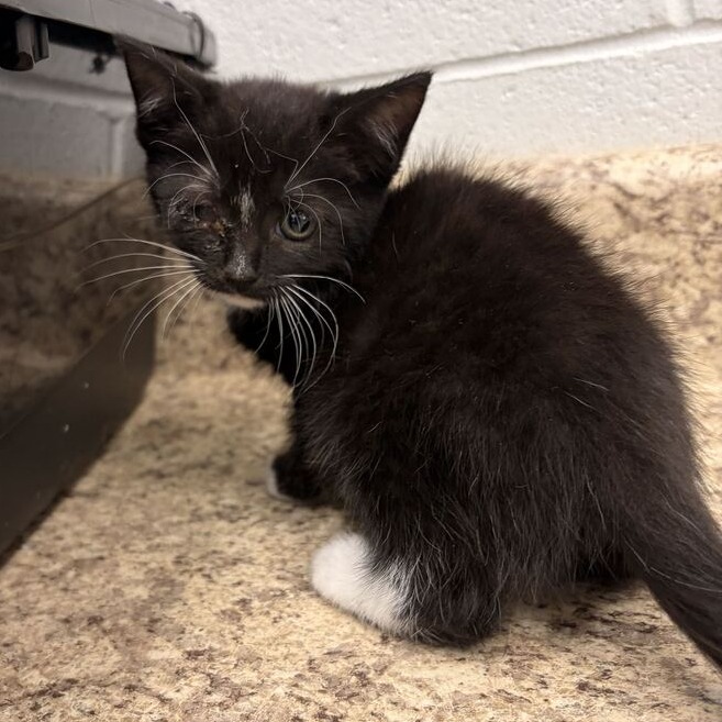 CALYPSO - Domestic Shorthair available for adoption