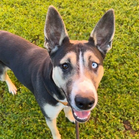 Kennel#7 Tara's preview photo